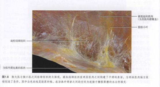 筋膜槍究竟是什么，真的有用嗎？