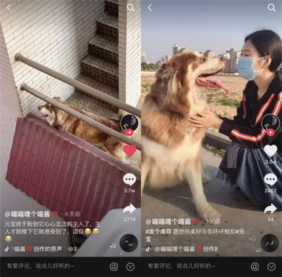 抖音1500萬贊！主人疫情封路不能回家，女孩“隔空投喂”暖心救助狗狗