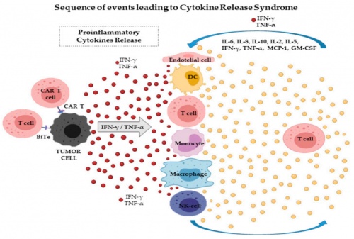 ACROBiosystems百普賽斯抗體矩陣再添新IFN-γ，助力加速生物藥研發(fā)上市進程