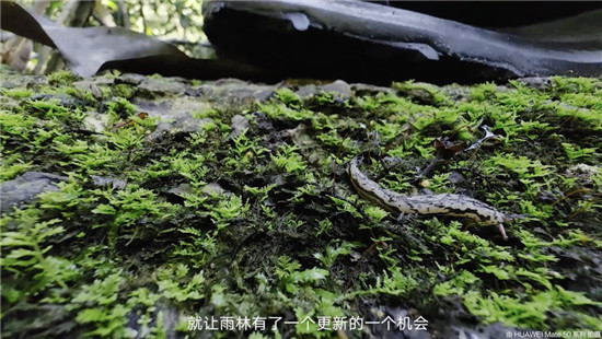 去雨林深處，聽大象長吟，自然紀(jì)錄片《尋象》正式上線！