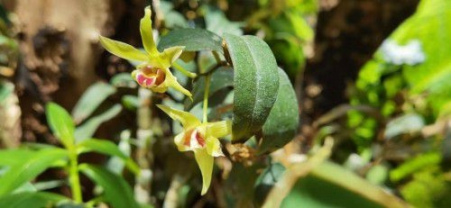 植物醫(yī)生傾情呈獻(xiàn)，石斛蘭面膜帶你共赴高山秘境