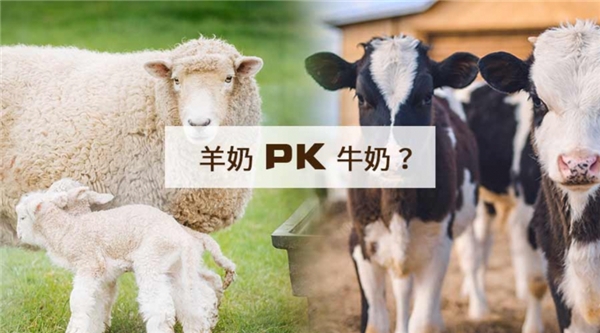 新西蘭羊奶粉倍恩喜，化解寶寶積食難題