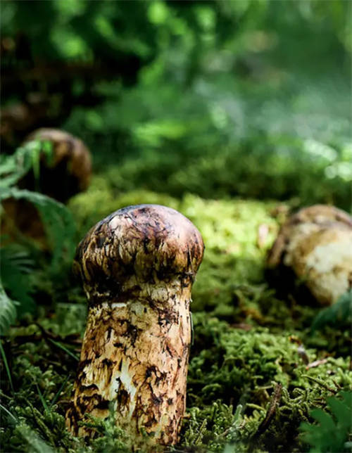 植物醫(yī)生松茸面膜彰顯高山護(hù)膚力，植萃成分守護(hù)年輕肌