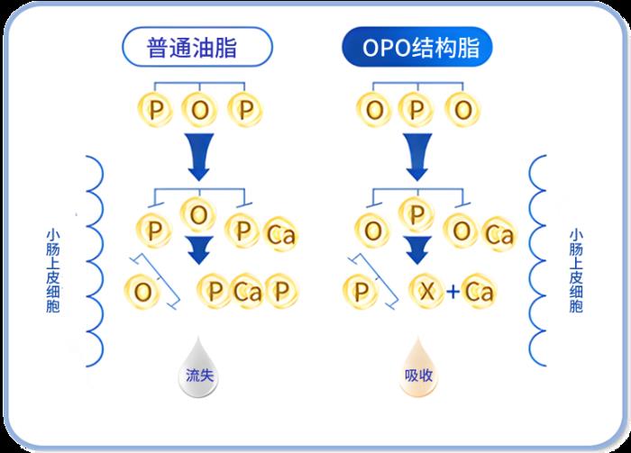 OPO在奶粉中的作用與功效有哪些？精準(zhǔn)科普助力選奶
