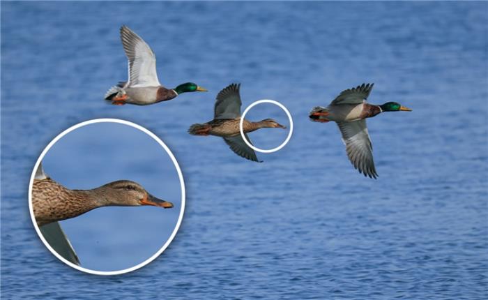 佳能EOS R5 Mark II鳥眼動態(tài)追蹤天花板