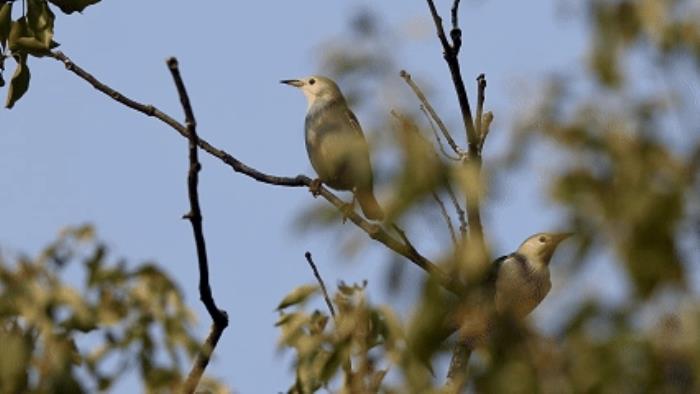佳能EOS R5 Mark II鳥眼動態(tài)追蹤天花板