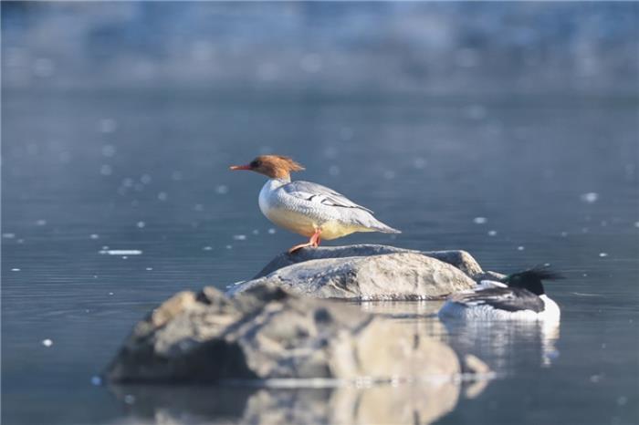 佳能EOS R5 Mark II鳥眼動態(tài)追蹤天花板