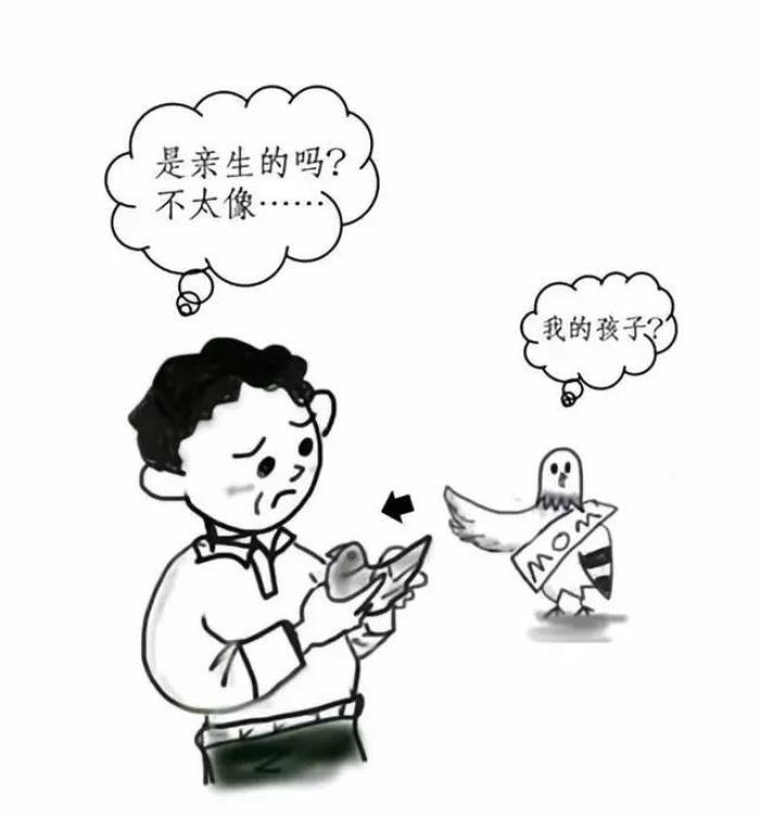 為種鴿建立DNA數(shù)據(jù)庫：規(guī)范信鴿市場，保障鴿友權(quán)益